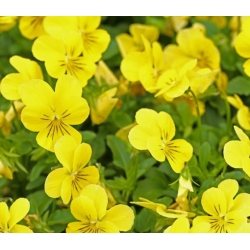 nasiona Fiołek zwisający żółty swikx176