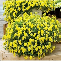 nasiona Fiołek zwisający żółty swikx176