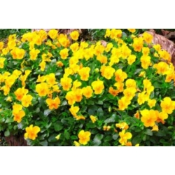 nasiona Fiołek zwisający żółty swikx176