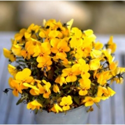 nasiona Fiołek zwisający żółty swikx176