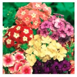 nasiona Floks Płomyk letni mix swikx179