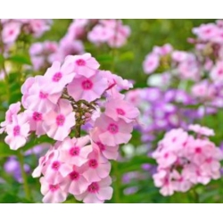 nasiona Floks Płomyk letni mix swikx179