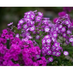 nasiona Floks Płomyk letni mix swikx179