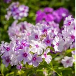 nasiona Floks Płomyk letni mix swikx179