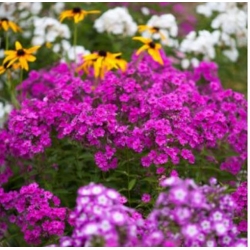 nasiona Floks Płomyk letni mix swikx179