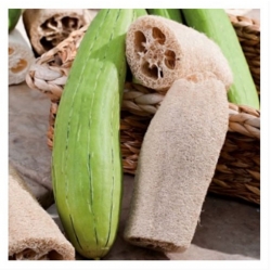 nasiona Gąbczak walcowaty swikx215