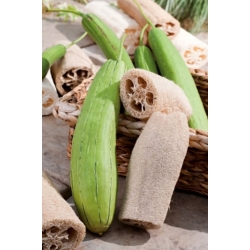 nasiona Gąbczak walcowaty swikx215