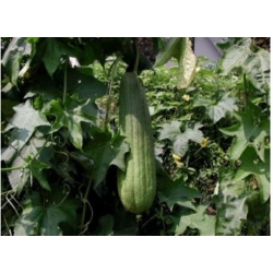 nasiona Gąbczak walcowaty swikx215