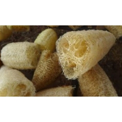 nasiona Gąbczak walcowaty swikx215