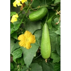 nasiona Gąbczak walcowaty swikx215