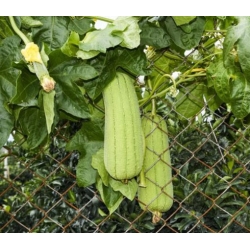 nasiona Gąbczak walcowaty swikx215