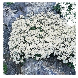 nasiona Gęsiówka alpejska biała swikx190