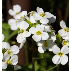 nasiona Gęsiówka alpejska biała swikx190