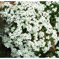 nasiona Gęsiówka alpejska biała swikx190