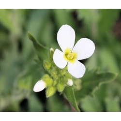 nasiona Gęsiówka alpejska biała swikx190