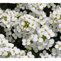 nasiona Gęsiówka alpejska biała swikx190