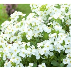 nasiona Gęsiówka alpejska biała swikx190