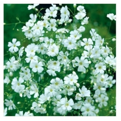 nasiona Gipsówka Covent Garden biała swikx182