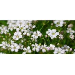 nasiona Gipsówka Covent Garden biała swikx182