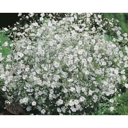 nasiona Gipsówka Covent Garden biała swikx182