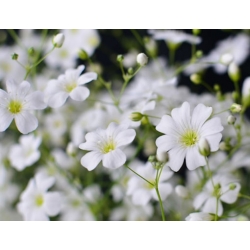 nasiona Gipsówka Covent Garden biała swikx182