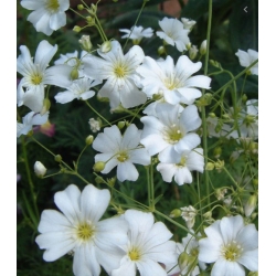 nasiona Gipsówka Covent Garden biała swikx182