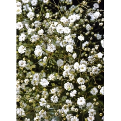 nasiona Gipsówka Covent Garden biała swikx182