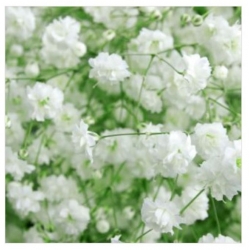 nasiona Gipsówka wiechowata swikx180