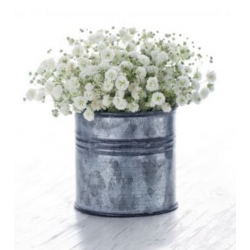 nasiona Gipsówka wiechowata swikx180