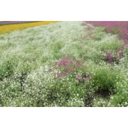 nasiona Gipsówka wiechowata swikx180