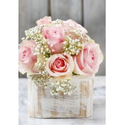 nasiona Gipsówka wiechowata swikx180