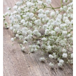 nasiona Gipsówka wiechowata swikx180