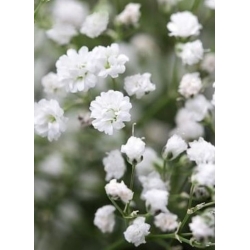 nasiona Gipsówka wiechowata swikx180