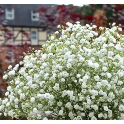 nasiona Gipsówka wiechowata swikx180