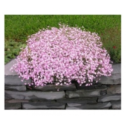 nasiona Gipsówka wiechowata różowa swikx181