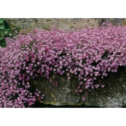 nasiona Gipsówka wiechowata różowa swikx181