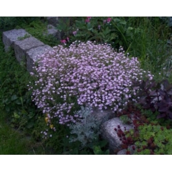 nasiona Gipsówka wiechowata różowa swikx181