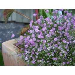 nasiona Gipsówka wiechowata różowa swikx181