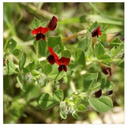 nasiona Głąbigroszek szkarłatny swikx129