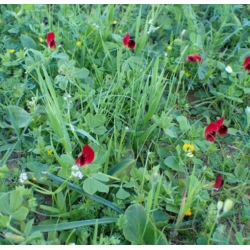 nasiona Głąbigroszek szkarłatny swikx129