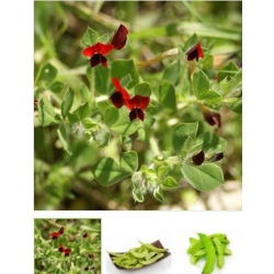 nasiona Głąbigroszek szkarłatny swikx129