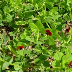 nasiona Głąbigroszek szkarłatny swikx129