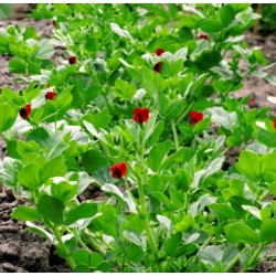 nasiona Głąbigroszek szkarłatny swikx129