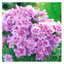 nasiona Godecja, Marszawa Cattleya swikx183