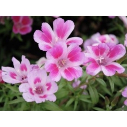 nasiona Godecja, Marszawa Cattleya swikx183