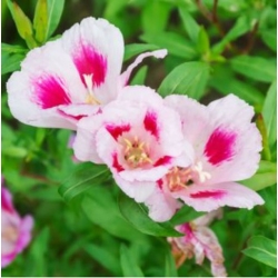 nasiona Godecja, Marszawa Cattleya swikx183