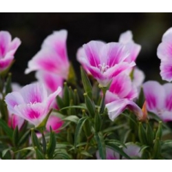 nasiona Godecja, Marszawa Cattleya swikx183