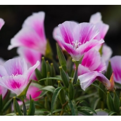 nasiona Godecja, Marszawa Cattleya swikx183
