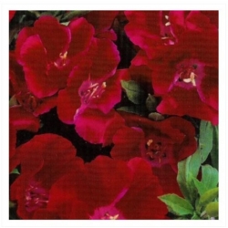 nasiona Godecja Meteor karminowo-szkarła swikx184