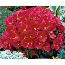 nasiona Godecja Meteor karminowo-szkarła swikx184